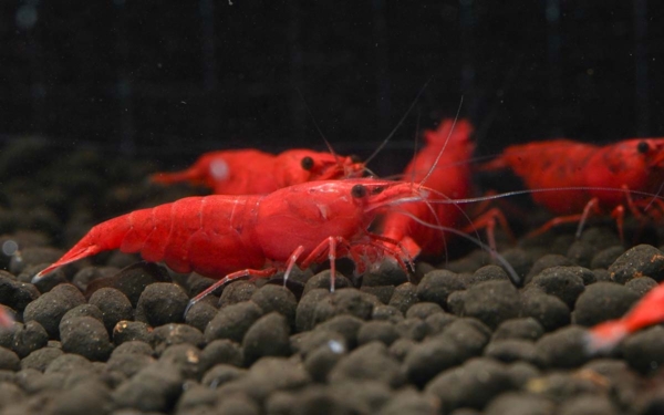 Fire Red Shrimp G2