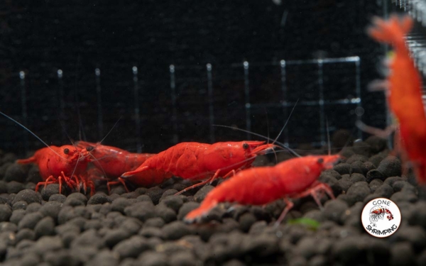 Fire Red Shrimp G3