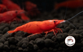 Fire Red Shrimp Gone Shrimping