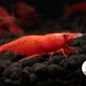 Fire Red Shrimp Gone Shrimping