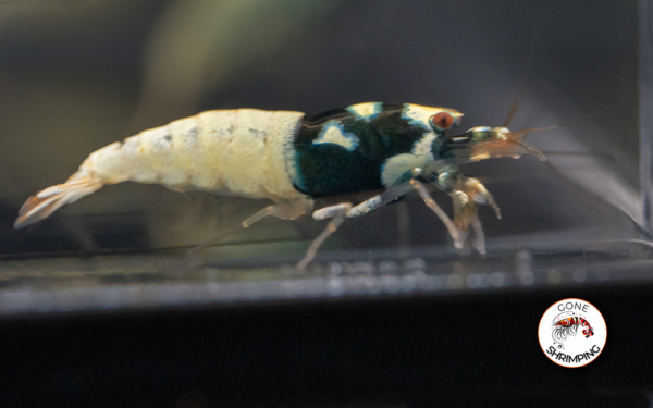 German Black Spotted Head Shrimp Gone Shrimping