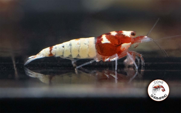 German Red Spotted Head Shrimp Gone Shrimping