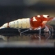 German Red Spotted Head Shrimp Gone Shrimping