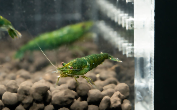 Green Jade Shrimp G2