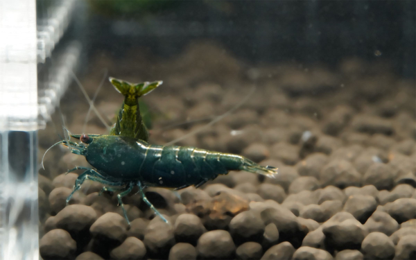 Green Jade Shrimp G1