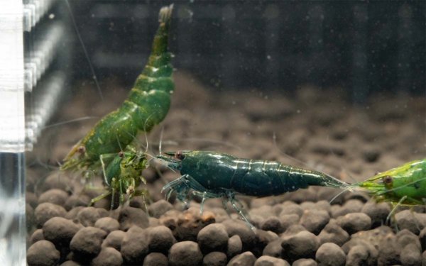 Green Jade Shrimp - Image 3