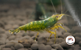 Green Jade Shrimp Gone Shrimping