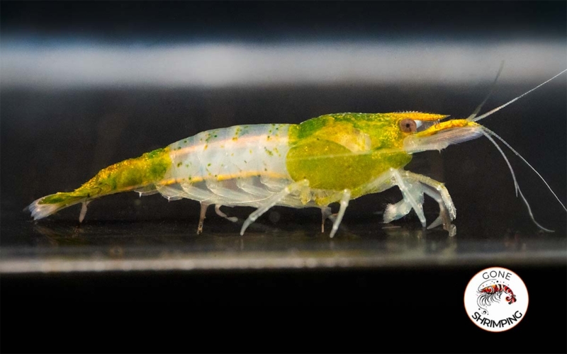 Green Rili Shrimp Gone Shrimping