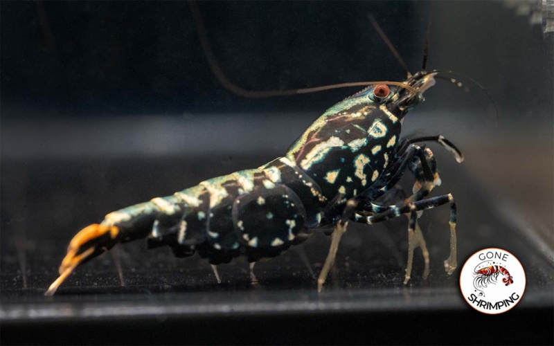 Metallic Snowflake Shrimp Gone Shrimping