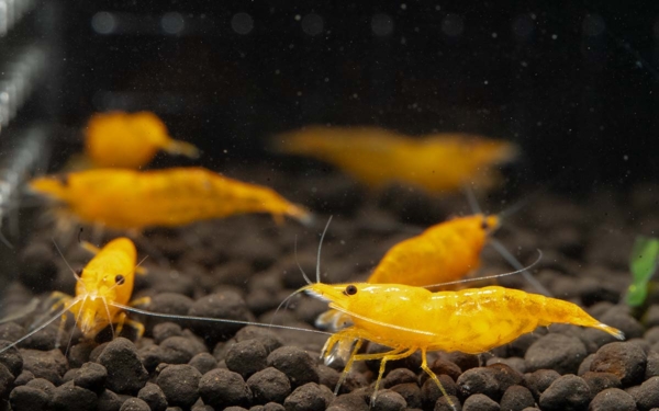 Orange Sunkist Shrimp G1