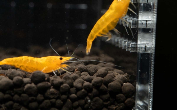 Orange Sunkist Shrimp G2