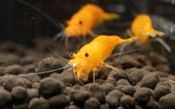 Orange Sunkist Shrimp G3