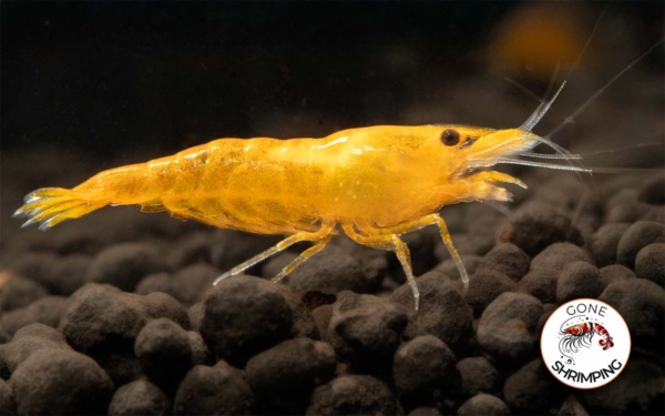 Orange Sunkist Shrimp Gone Shrimping