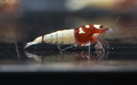 Red German Spotted Head Pinto Shrimp Gone Shrimping 60