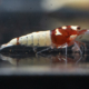 Red German Spotted Head Pinto Shrimp Gone Shrimping 60