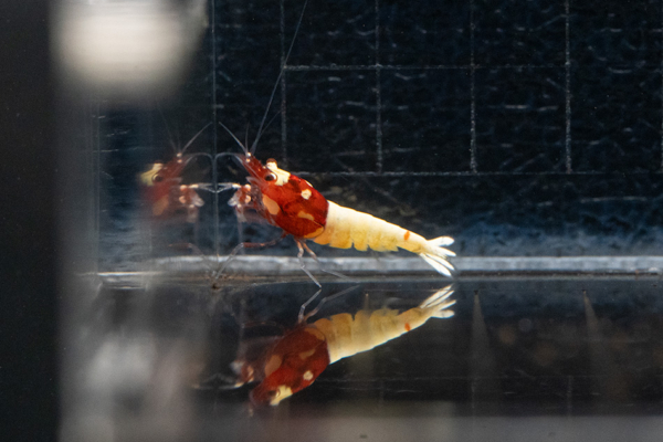 Black German Spotted Head Pinto Shrimp - Image 3