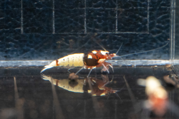 Black German Spotted Head Pinto Shrimp - Image 4