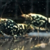 Black Galaxy Snowflake Breeding Group