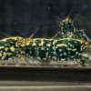 Black Galaxy Snowflake S-SS 2 Gone Shrimping
