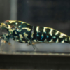 Black Galaxy Snowflake S-SS 3 Gone Shrimping