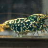 Black Galaxy Snowflake S-SS 5 Gone Shrimping
