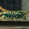 Black Galaxy Snowflake S-SS 6 Gone Shrimping