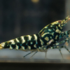 Black Galaxy Snowflake S-SS Gone Shrimping