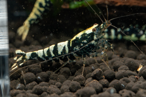 Black Galaxy Snowflake Shrimp 3