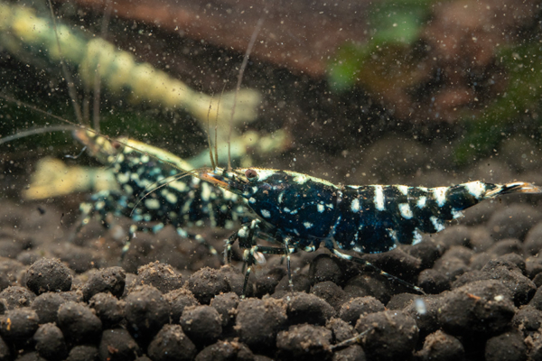 Black Galaxy Snowflake Shrimp 4