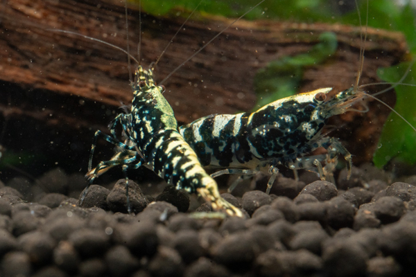 Black Galaxy Snowflake Shrimp 5