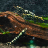 Black Galaxy Snowflake Shrimp 6