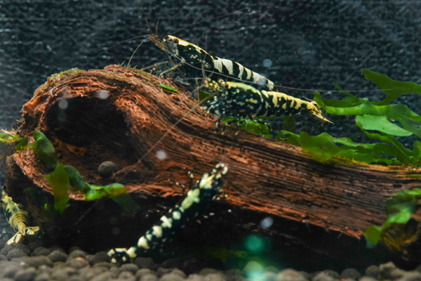 Black Galaxy Snowflake Shrimp 6