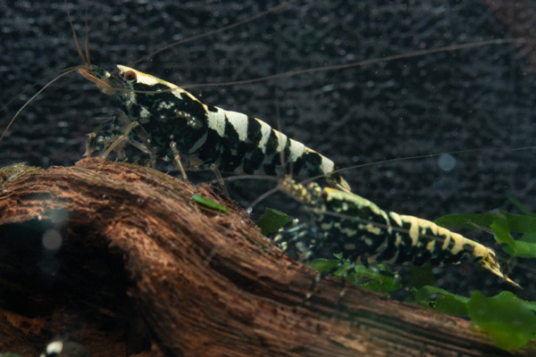 Black Galaxy Snowflake Shrimp