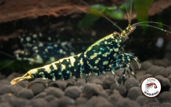 Black Galaxy Snowflake Shrimp Gone Shrimping