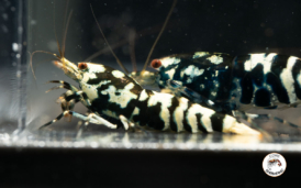 Black Galaxy Tiger Breeding Group