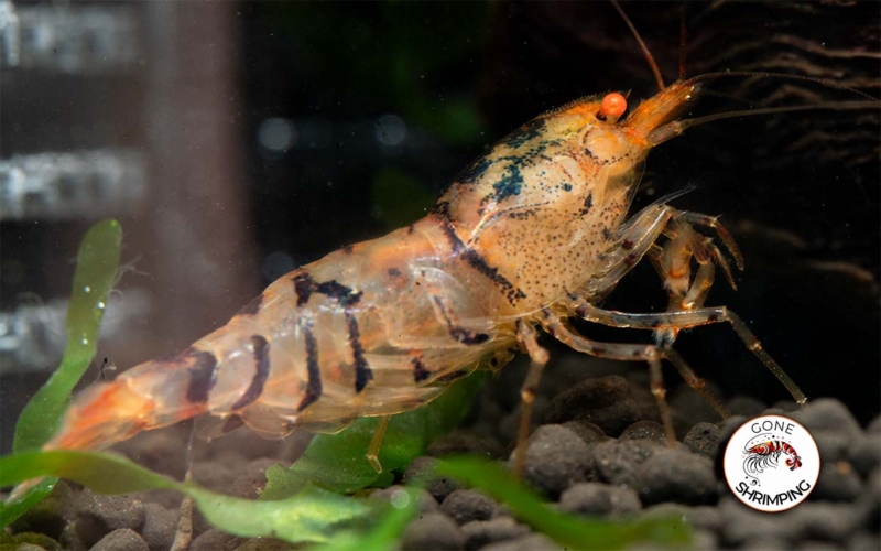 Orange Eye Yellow Tiger Shrimp Gone Shrimping