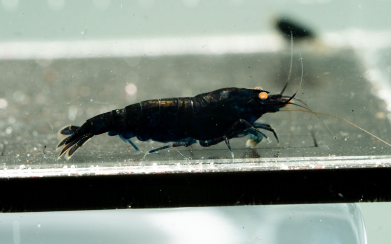 Orange Eye Black Devil Shrimp 2