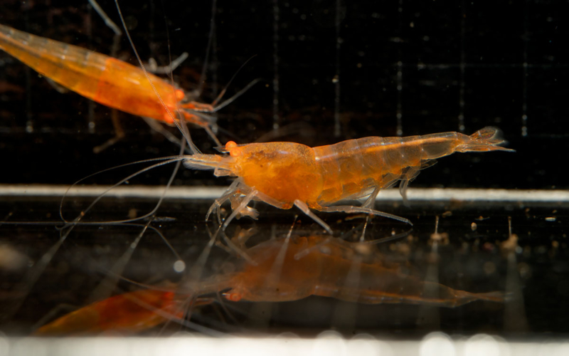 Orange Eye Orange Devil Shrimp 03