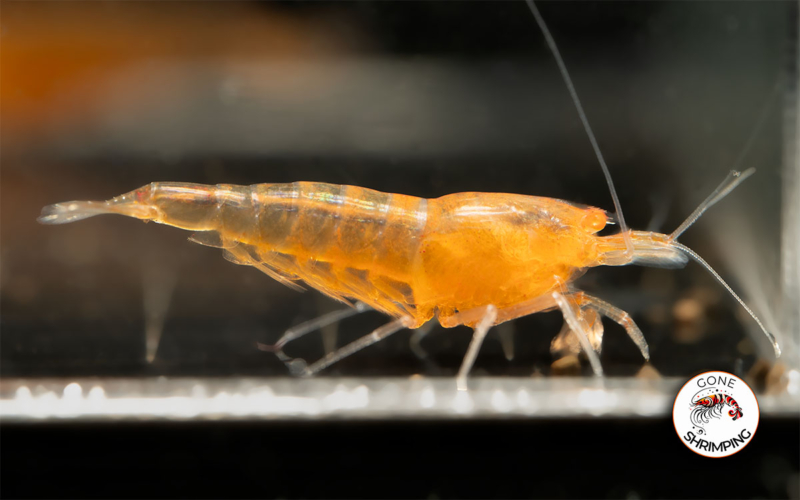 Orange Eye Orange Devil Shrimp Gone Shrimping