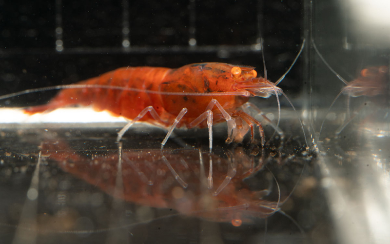 Orange Eye Red Devil Shrimp 02