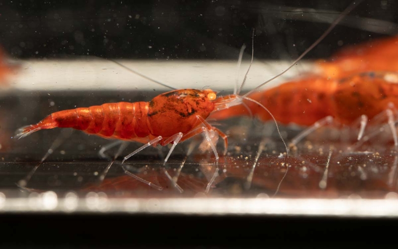 Orange Eye Red Devil Shrimp 03