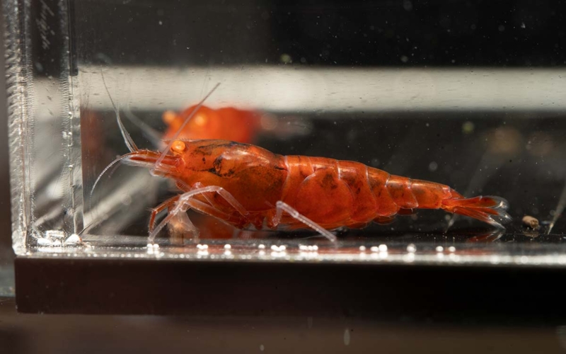 Orange Eye Red Devil Shrimp 05