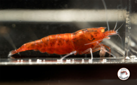 Orange Eye Red Devil Shrimp Gone Shrimping