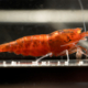 Orange Eye Red Devil Shrimp Gone Shrimping