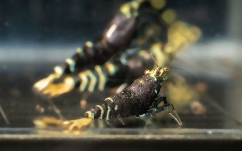 Purple Metallic Shrimp 2 Gone Shrimping