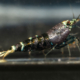 Purple Metallic Shrimp Gone Shrimping