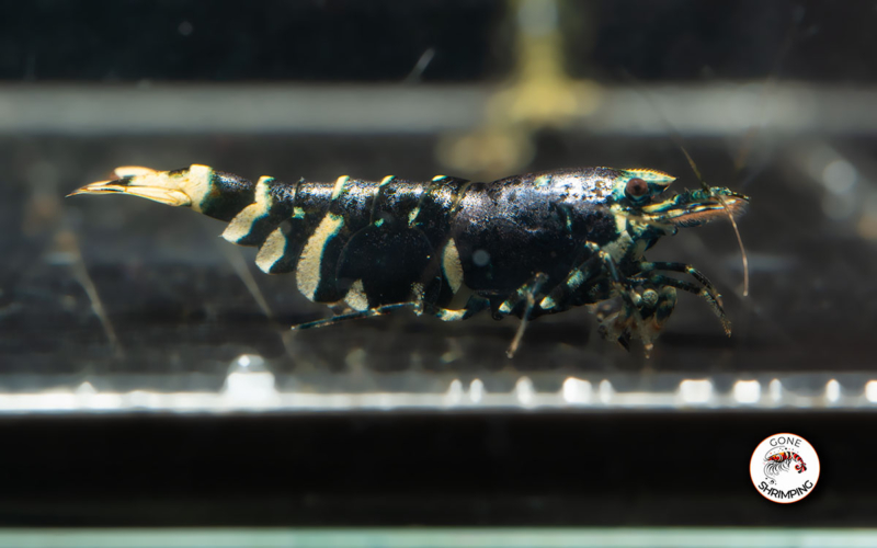 Purple Metallic Tiger Shrimp Gone Shrimping