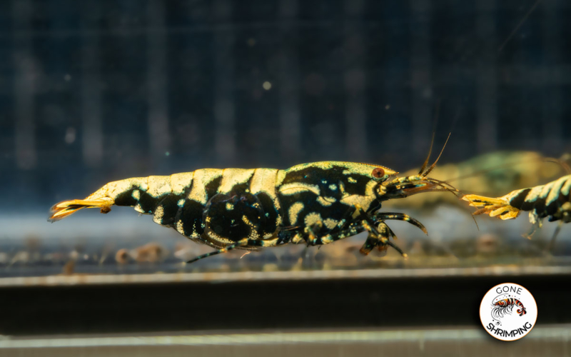 Boa Shrimp A-S 2 Gone Shrimping