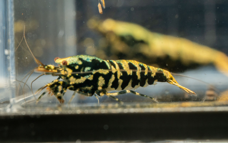 Boa Shrimp A-S 3 Gone Shrimping