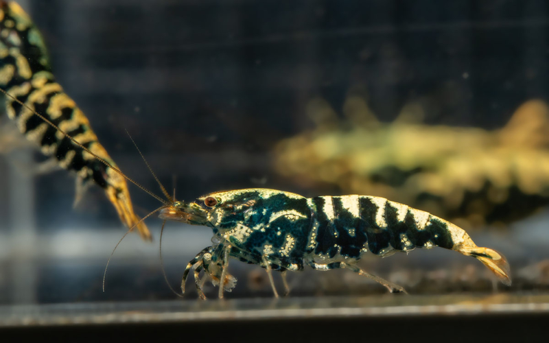 Boa Shrimp A-S 4 Gone Shrimping